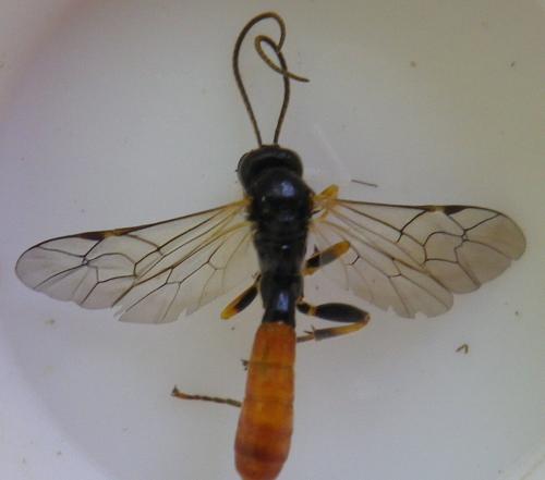 Réf. 257 863 : Tryphon sp.